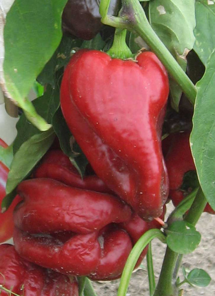 Meine Ernte Paprika Anbauen Pflegen Ernten Und Lagern