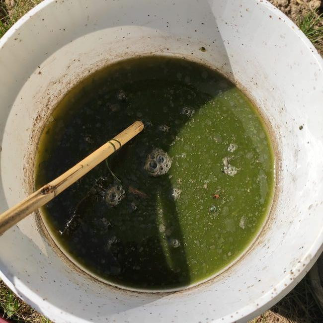 Brennnesseljauche selbst angesetzt Brennnesseljauche selbst angesetzt