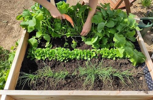 Meine Ernte Hochbeet Gemuse Im Winter