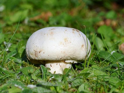 Weißer Wiesenchampignon