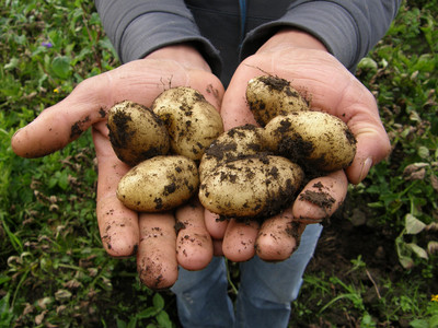 Kartoffeln in der Hand
