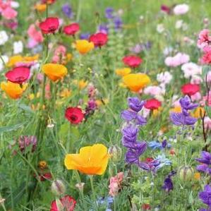 Blumenwiese