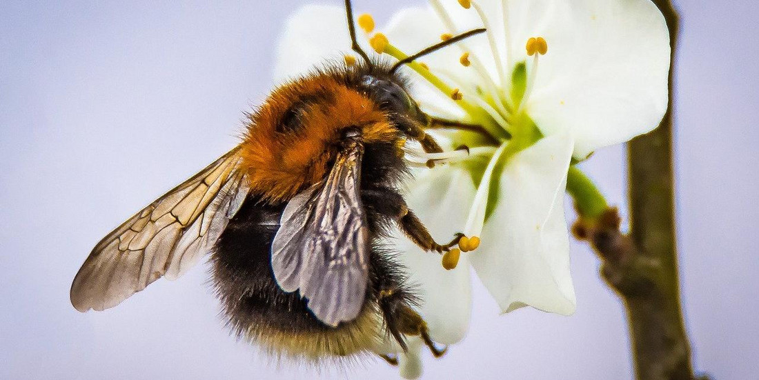 Fleißige Helfer: Hummel an Obstblüte