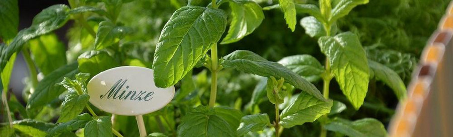 Minze breitet sich schnell aus