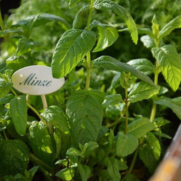 Minze im Hochbeet