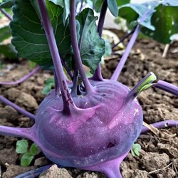 Kohlrabi kannst du auch noch im Winter ernten