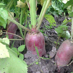 Rettich gibt es in verschiedenen Farben- hier der rote Rettich