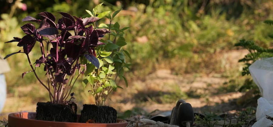 Meine Ernte Basilikum Anbauen Pflegen Ernten Und Lagern