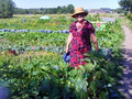 Foto Gärtnerin im Beet Foto Gärtnerin im Beet