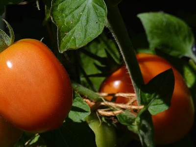 Tomaten an Stütze festbinden