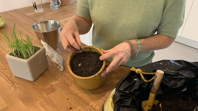 Gerstengras zu Hause im Topf angezogen