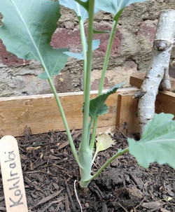 Pflanze den Kohlrabi nicht zu tief, sonst können sich keine Köpfe ausbilden. Pflanze den Kohlrabi nicht zu tief, sonst können sich keine Köpfe ausbilden.