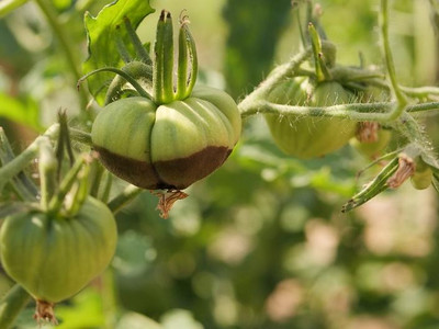 Blütenendfäule an Tomaten durch Calziummangel Blütenendfäule an Tomaten durch Calziummangel