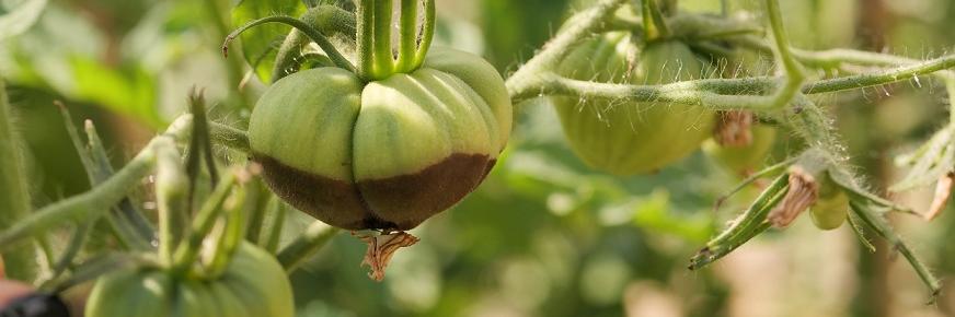 Tomate mit Blütenendfäule