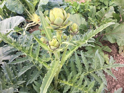 Die Knospe ist die Krone der Artischocke