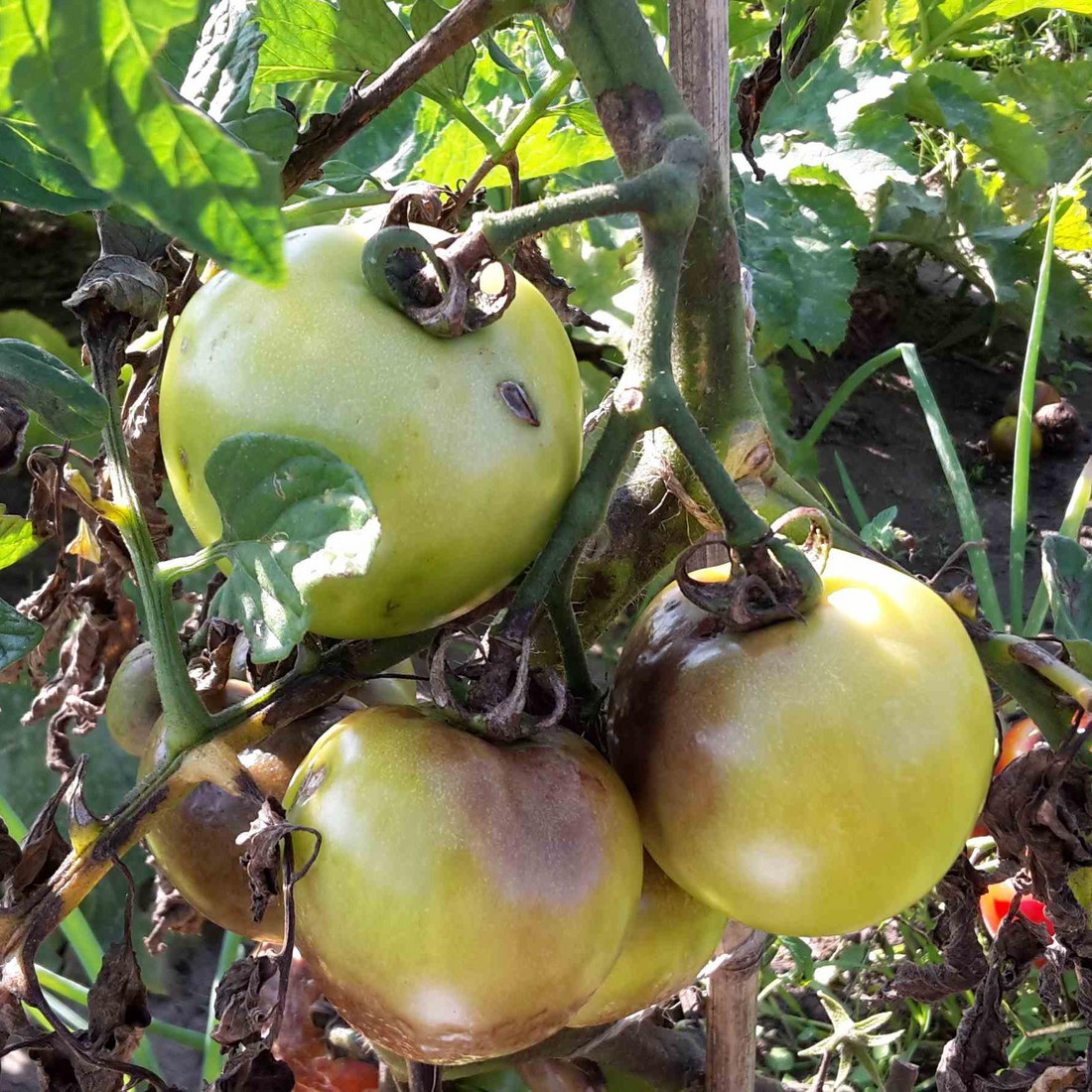 Kraut- und Braunfäule an Tomaten