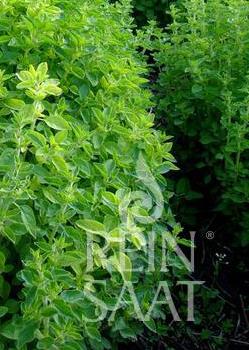 Bestelle Würzoregano im meine ernte Shop