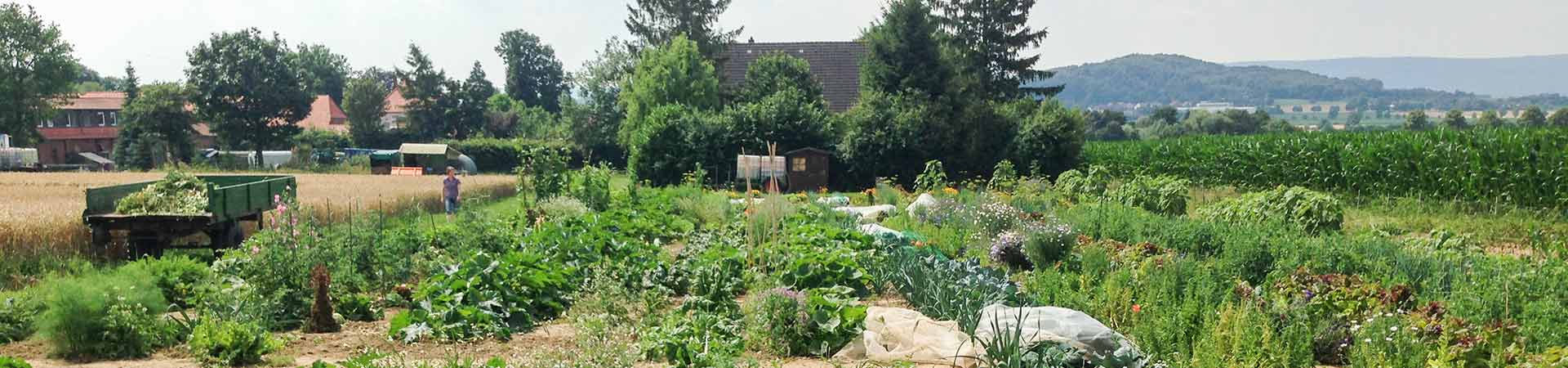Meine Ernte Miete Deinen Garten In Hannover Everloh