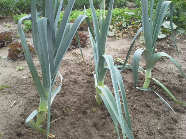meine ernte Porree anbauen, pflegen, ernten und lagern