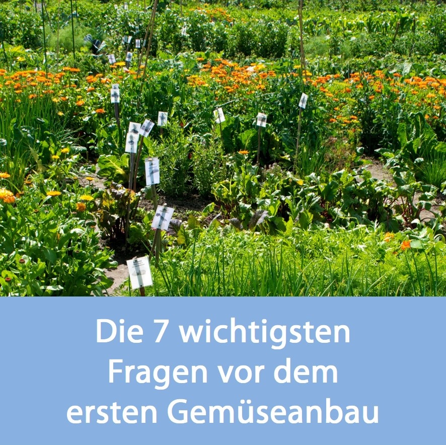 Meine Ernte Anfangerfreundlich Gartnern Die 8 Einfachsten Gemusesorten
