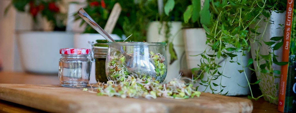 Sprossen im Glas zu Hause selber ziehen
