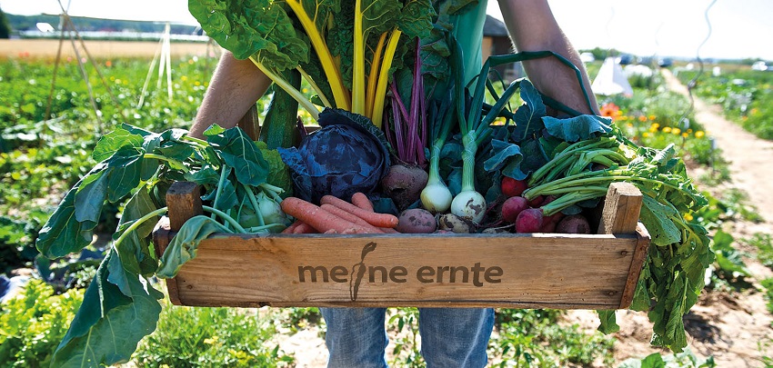 Frisch geerntetes Gemüse von dem du weißt, woher es kommt