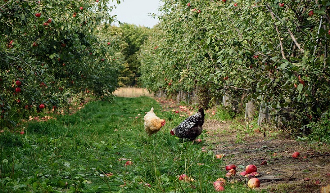 Hühner und Obstbäume passen gut zusammen