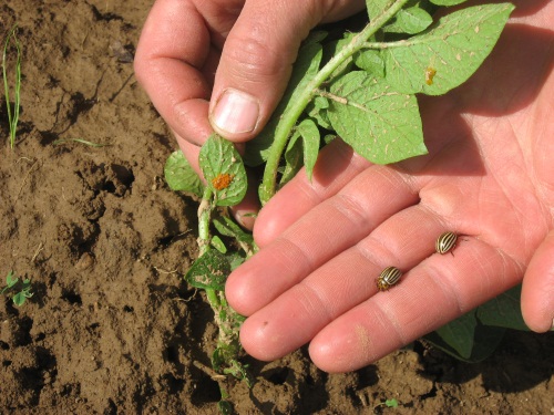 Meine Ernte Kartoffeln Anbauen Pflegen Ernten Und Lagern