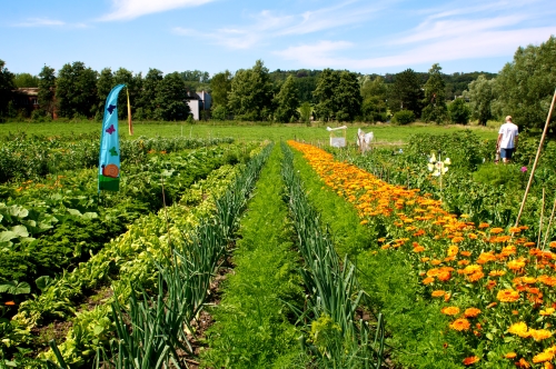 meine ernte Der einfachste Weg zum Gemüsegarten deutschlandweit