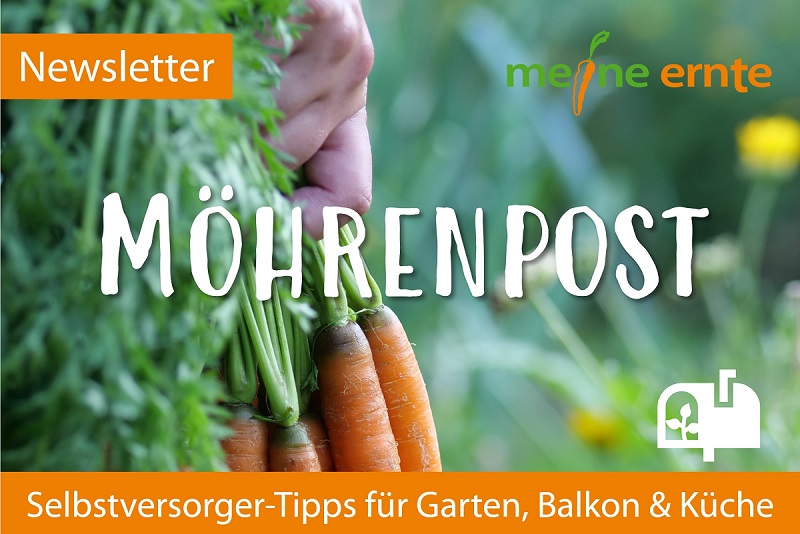 Abonniere deine Möhrenpost von meine ernte