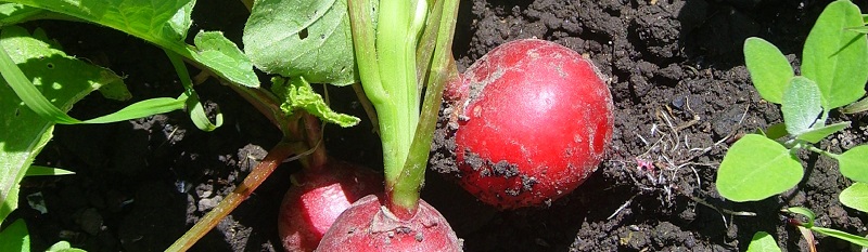 Meine Ernte Anfangerfreundlich Gartnern Die 8 Einfachsten Gemusesorten