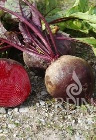 Rote Rübe Gesche