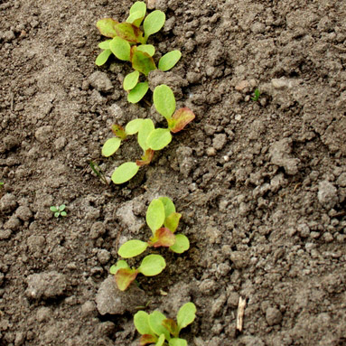 Meine Ernte Salat Anbauen Pflegen Ernten Und Lagern