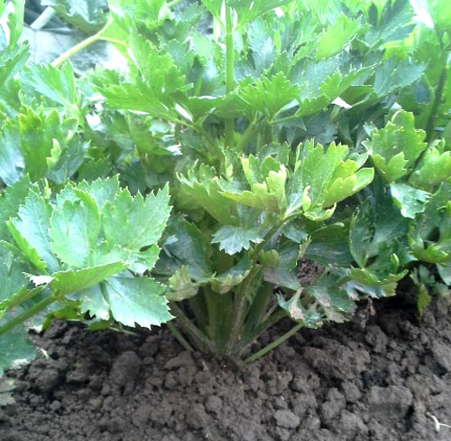 Meine Ernte Sellerie Anbauen Pflegen Ernten Und Lagern