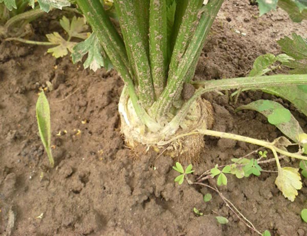Meine Ernte Sellerie Anbauen Pflegen Ernten Und Lagern