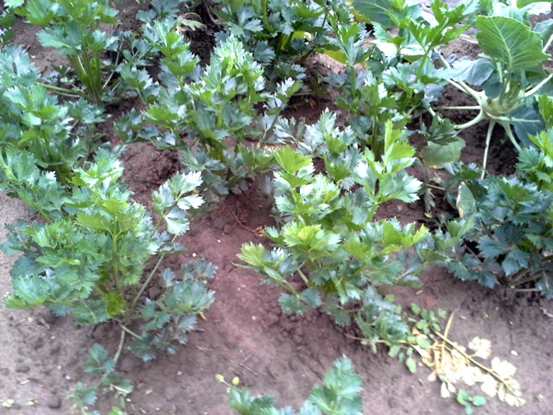 Meine Ernte Sellerie Anbauen Pflegen Ernten Und Lagern
