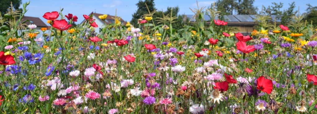 Blumenwiese