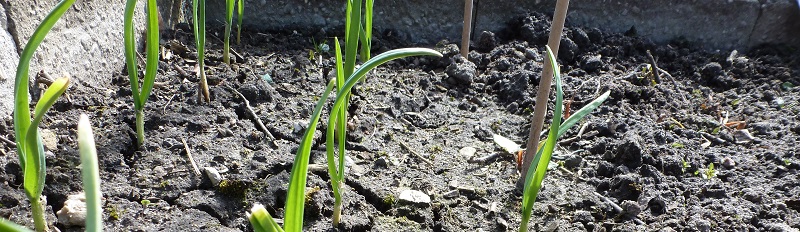 Beim Anbau von Knoblauch kannst du nicht viel verkehrt machen