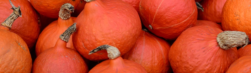 Meine Ernte Anfangerfreundlich Gartnern Die 8 Einfachsten Gemusesorten