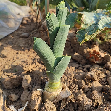 Regrow - nachwachsendes Gemüse: Lass Lauch und Co. nachwachsen