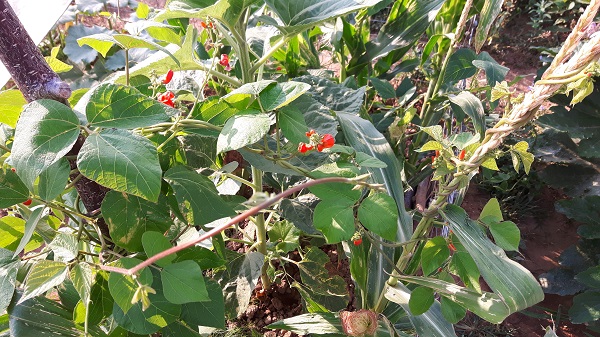 Milpa - Mais und Feuerbohnen