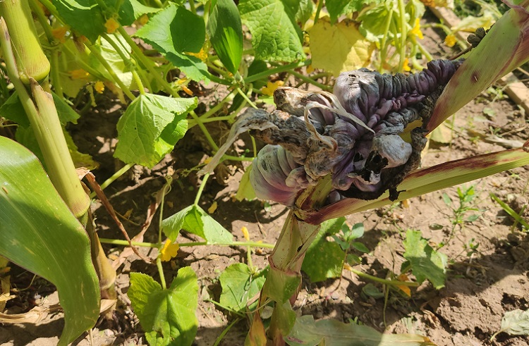 Fortgeschrittener Befall mit Maisbeulenbrand