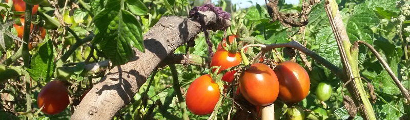 meine ernte Tomaten im Freiland