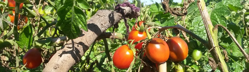 meine ernte Tomaten im Freiland meine ernte Tomaten im Freiland