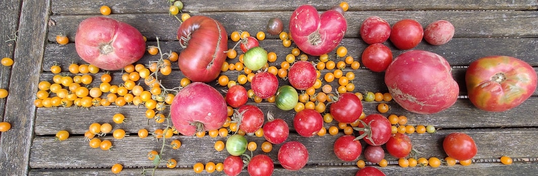 Tomatenvielfalt Tomatenvielfalt