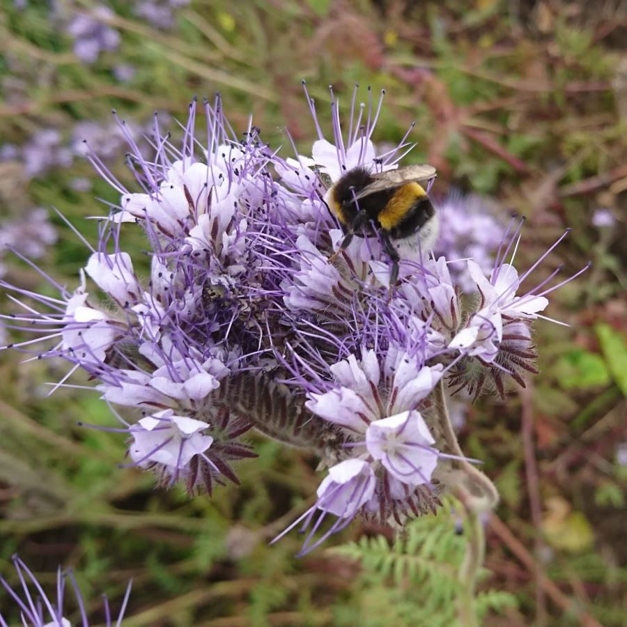 Bestelle Phacelia im meine ernte Shop