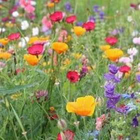 Blumenwiese