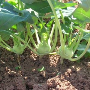 Kohlrabi