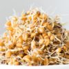 Weizen Sprossen online kaufen