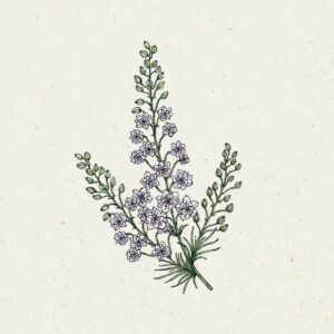 Delphinium consolida Fancy Smoky Eyes (Rittersporn)